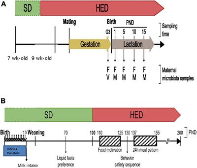 Maternal Microbiota Transfer Programs Offspring Eating Behavior